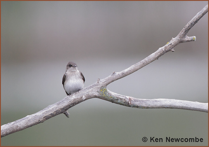 Northern Rough-winged Swallow